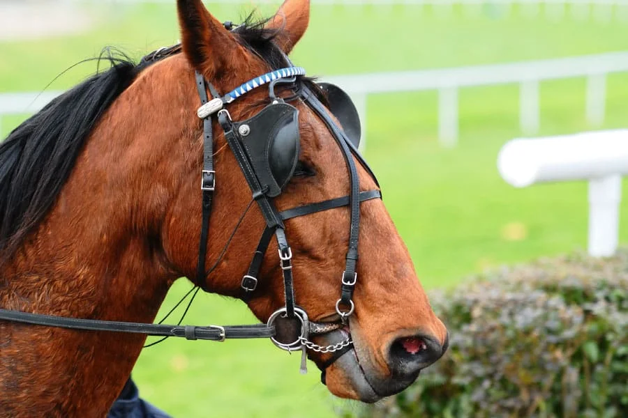 Treats for Horses