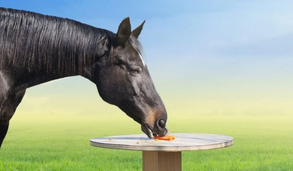 Treats for Horses