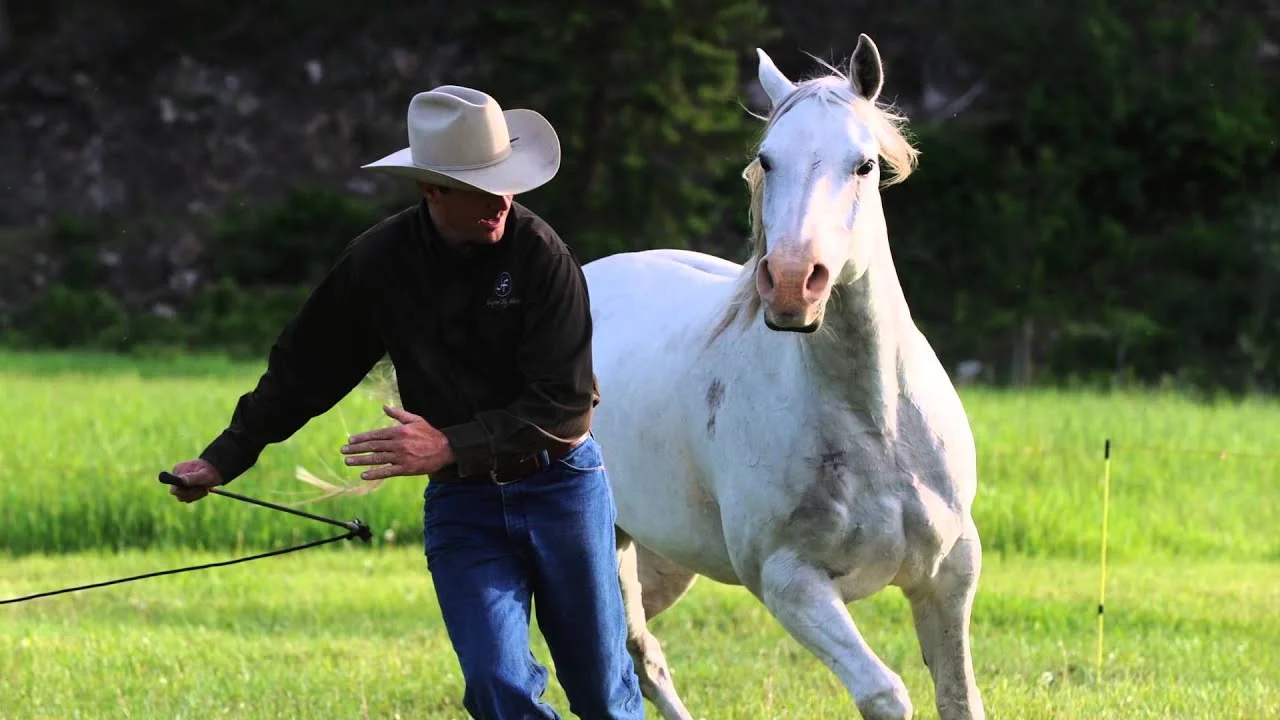Liberty Horse Training