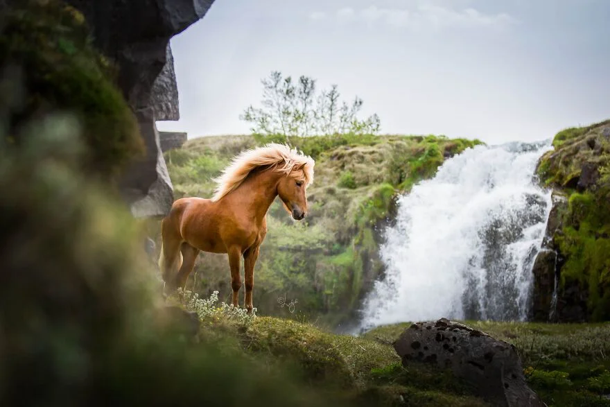 Lifespan of horse